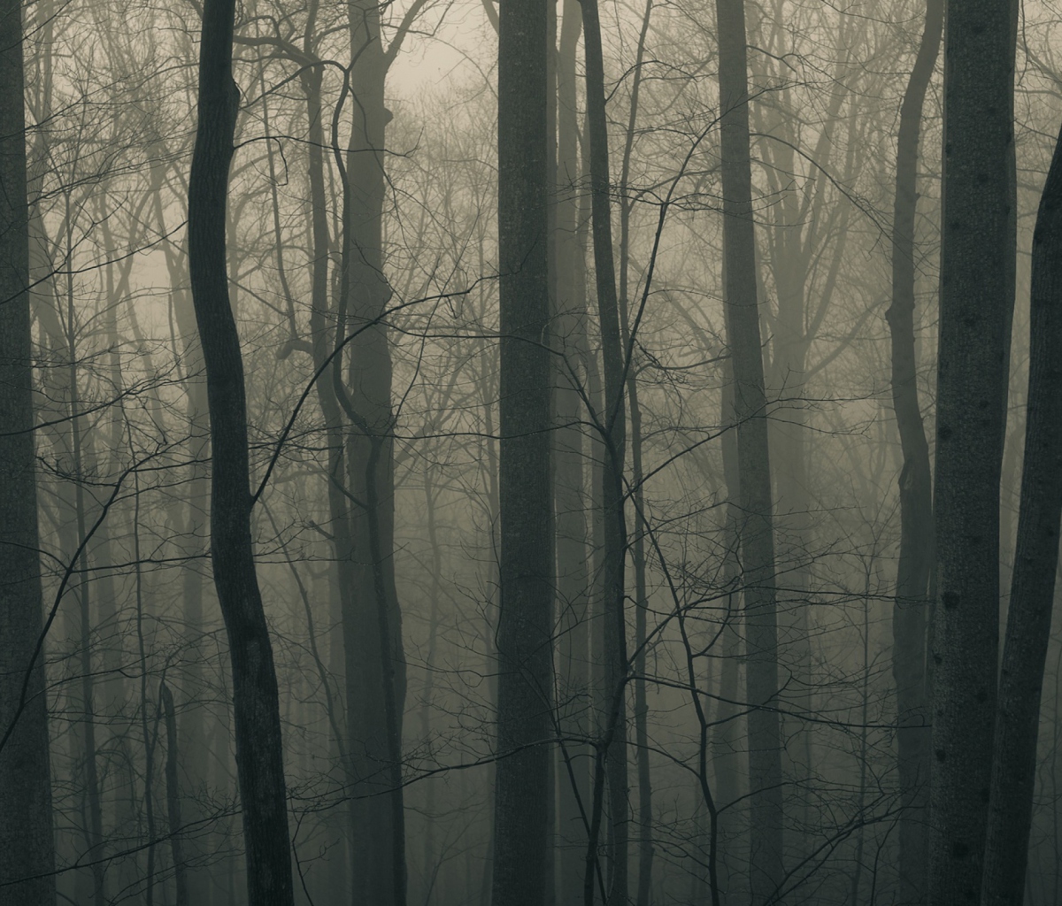 Dark Forest screenshot #1 1200x1024
