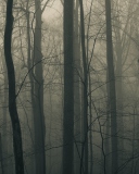 Sfondi Dark Forest 128x160