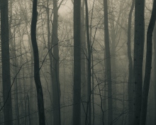 Dark Forest screenshot #1 220x176