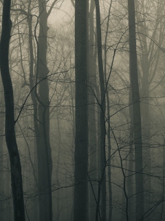 Dark Forest screenshot #1 240x320