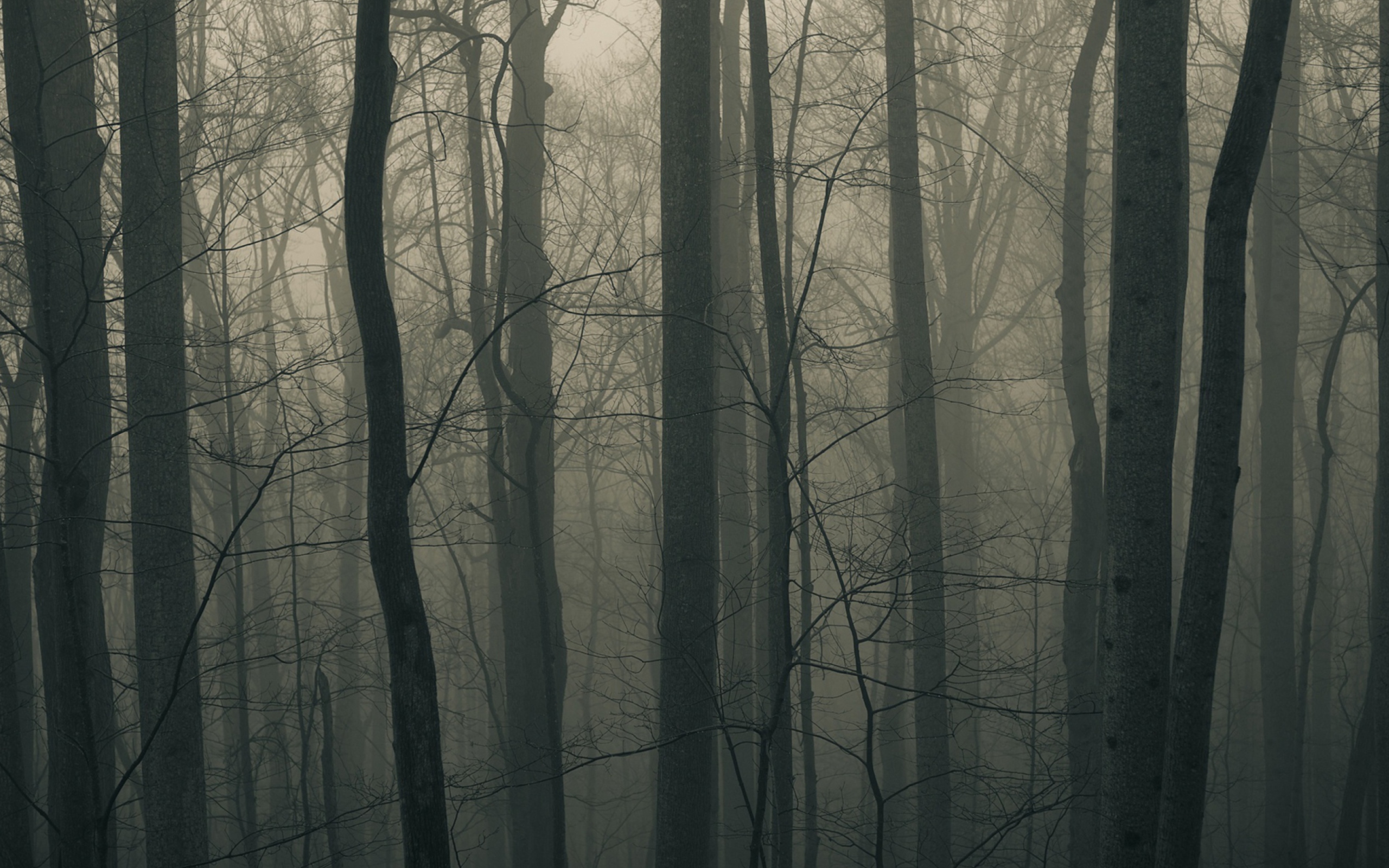 Dark Forest screenshot #1 2560x1600