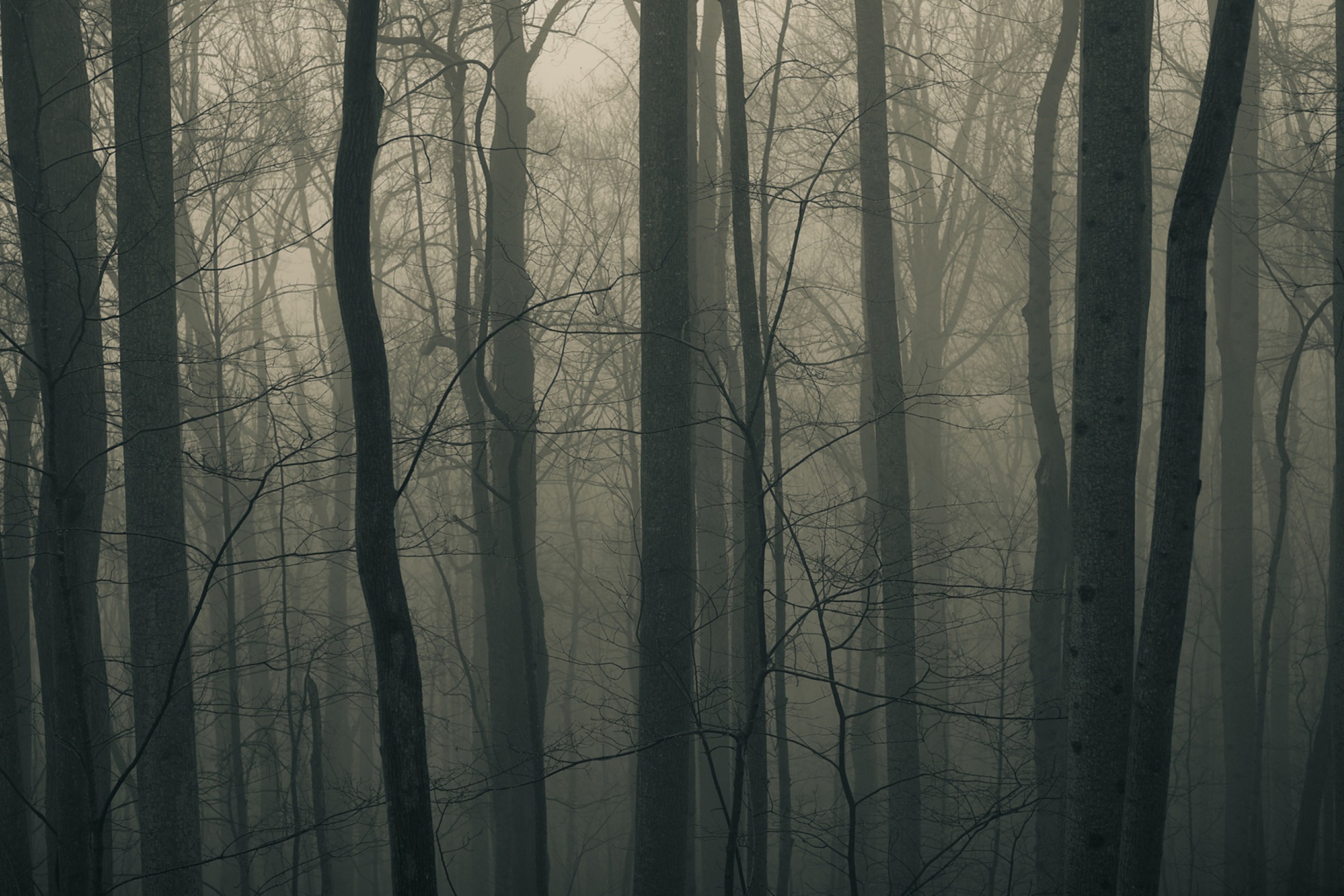 Обои Dark Forest 2880x1920