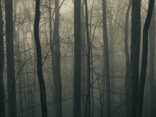 Screenshot №1 pro téma Dark Forest 320x240