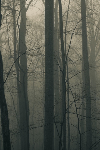 Dark Forest screenshot #1 320x480