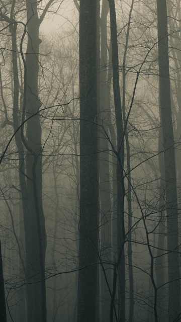 Dark Forest screenshot #1 360x640