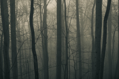 Sfondi Dark Forest 480x320