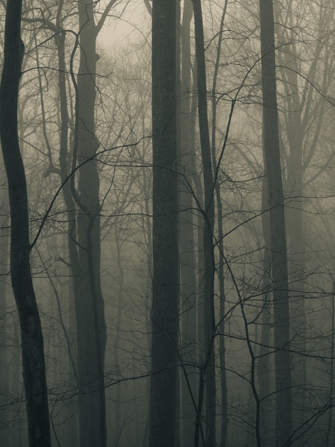 Dark Forest screenshot #1 480x640