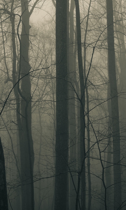 Dark Forest screenshot #1 480x800