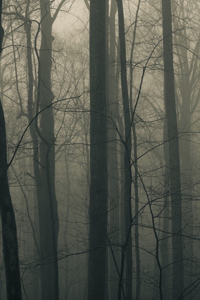 Dark Forest screenshot #1 640x960