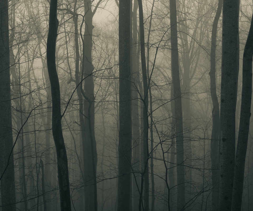Dark Forest screenshot #1 960x800
