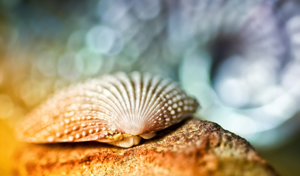 Seashell Macro screenshot #1 1024x600