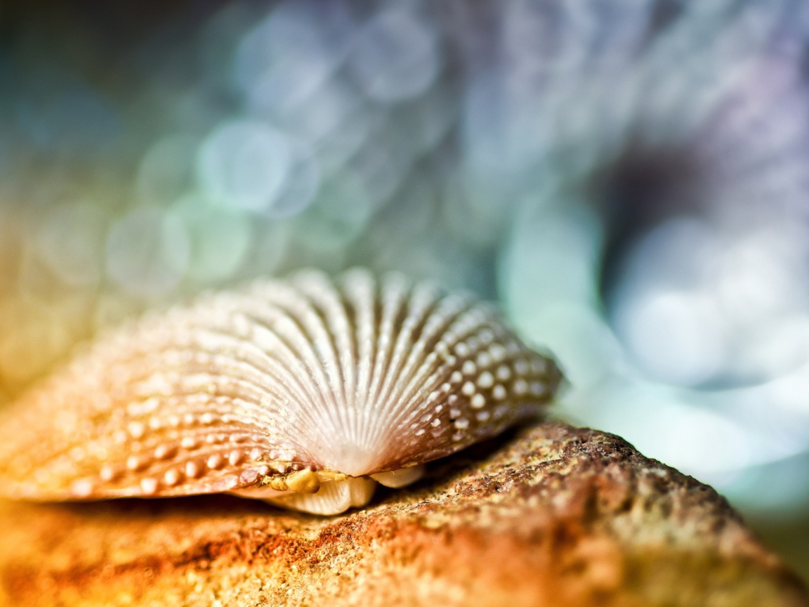 Seashell Macro wallpaper 1152x864