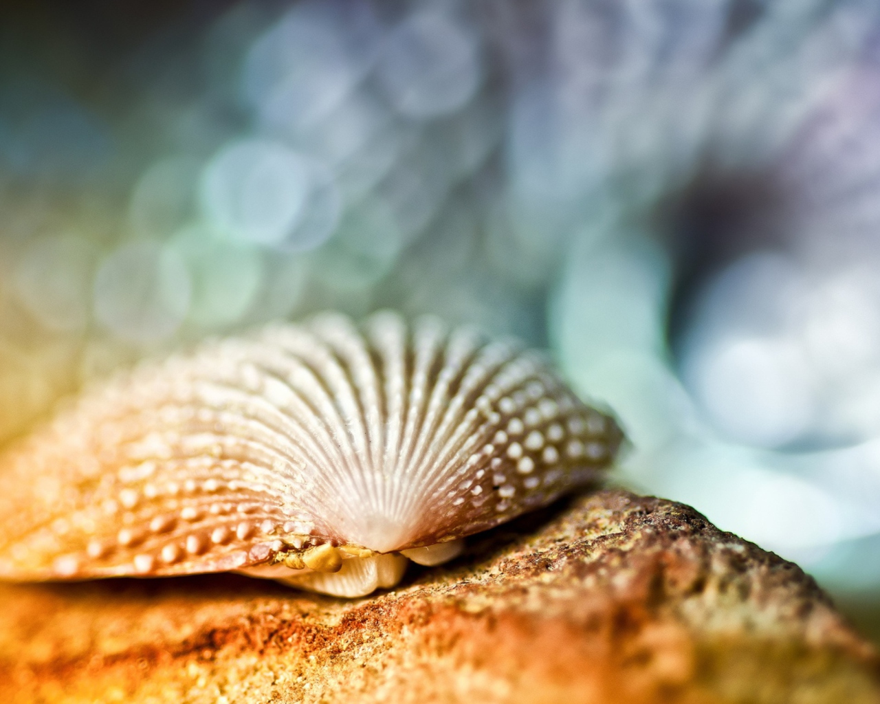 Fondo de pantalla Seashell Macro 1280x1024