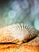 Das Seashell Macro Wallpaper 132x176