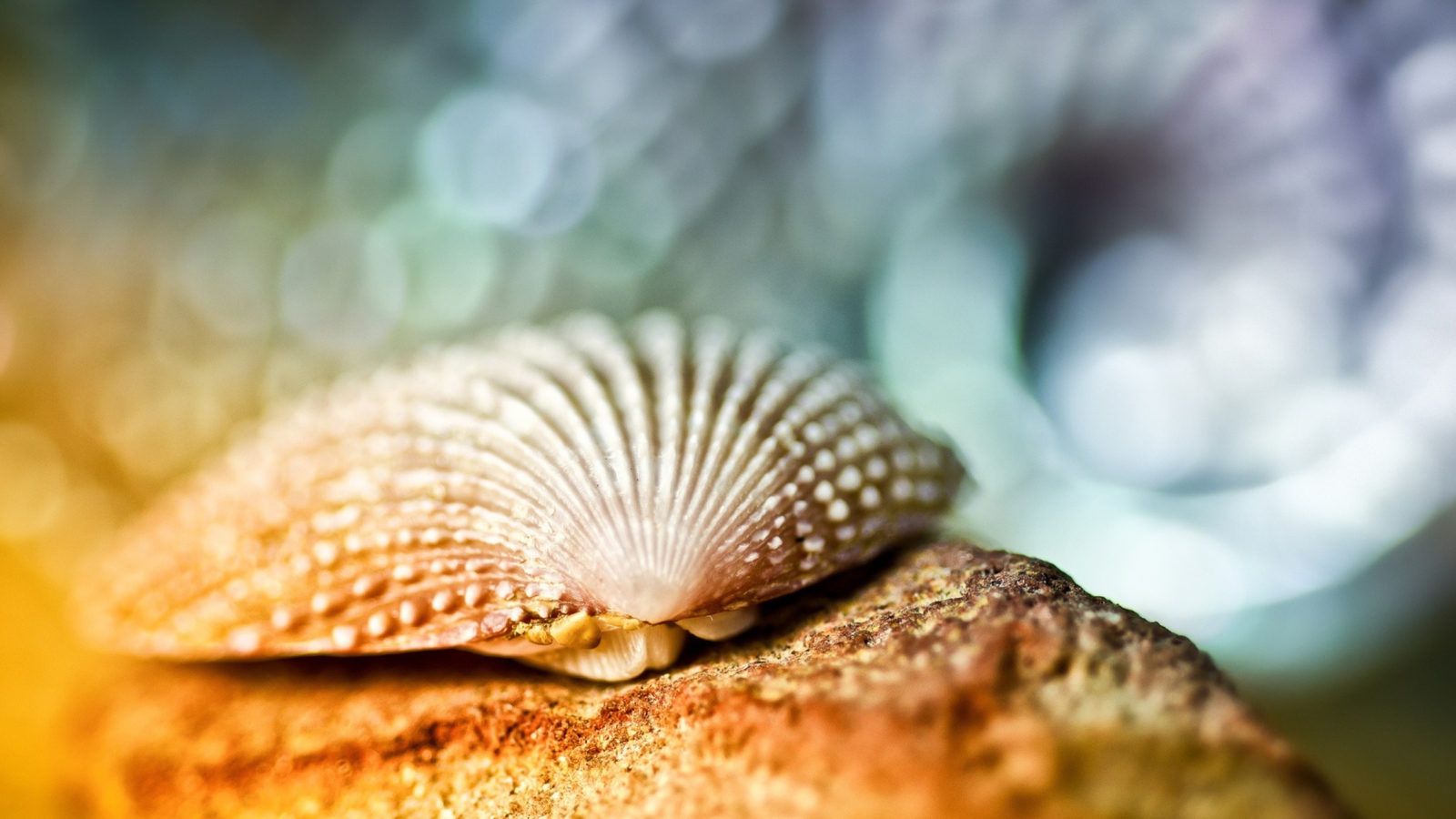 Seashell Macro wallpaper 1600x900