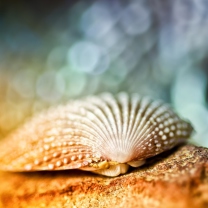 Das Seashell Macro Wallpaper 208x208