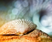 Seashell Macro screenshot #1 220x176