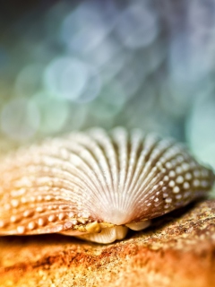 Seashell Macro wallpaper 240x320