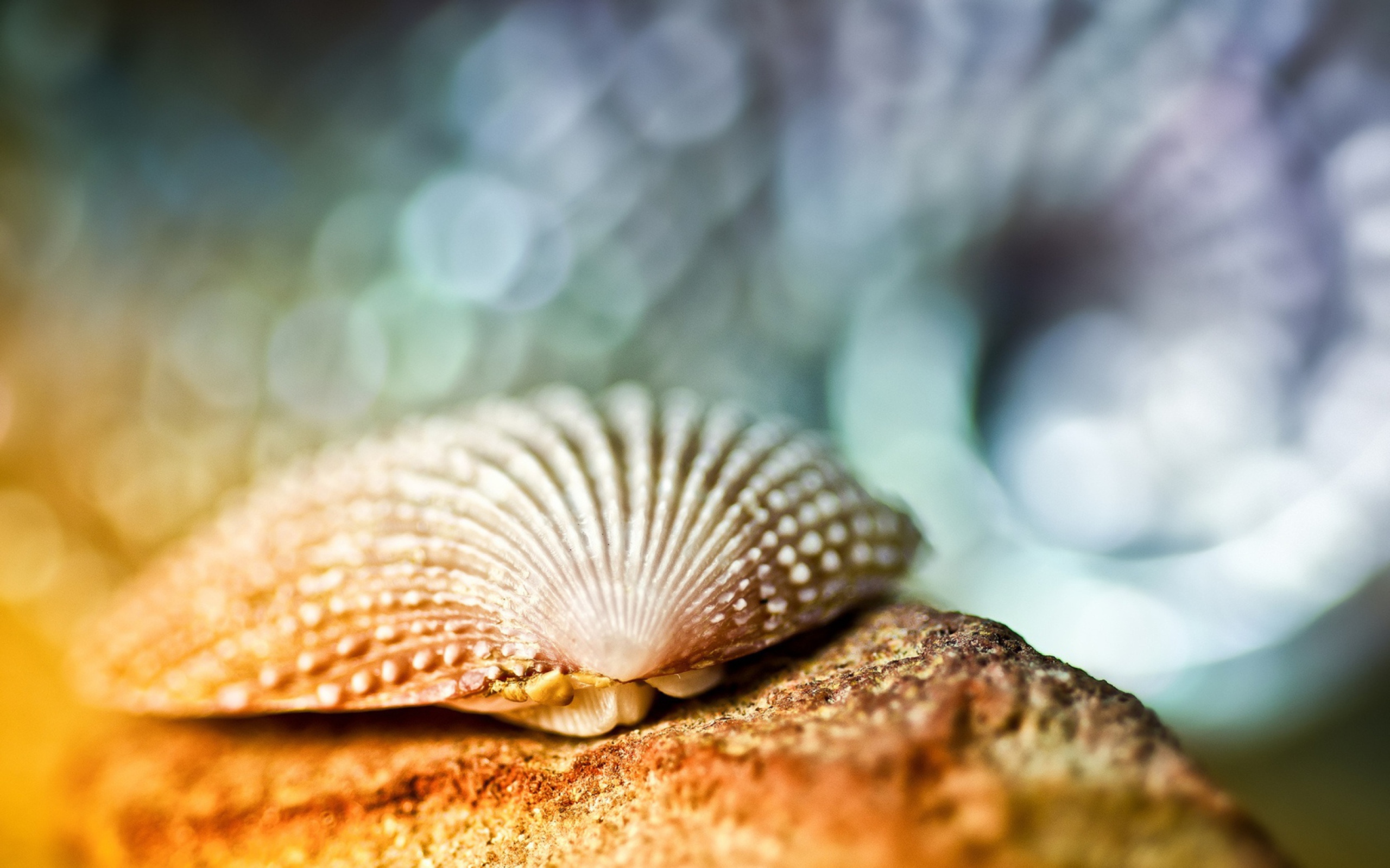 Fondo de pantalla Seashell Macro 2560x1600