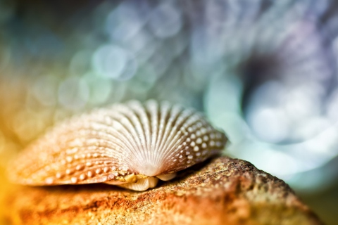 Seashell Macro screenshot #1 480x320