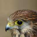 Das Kestrel Bird Wallpaper 128x128