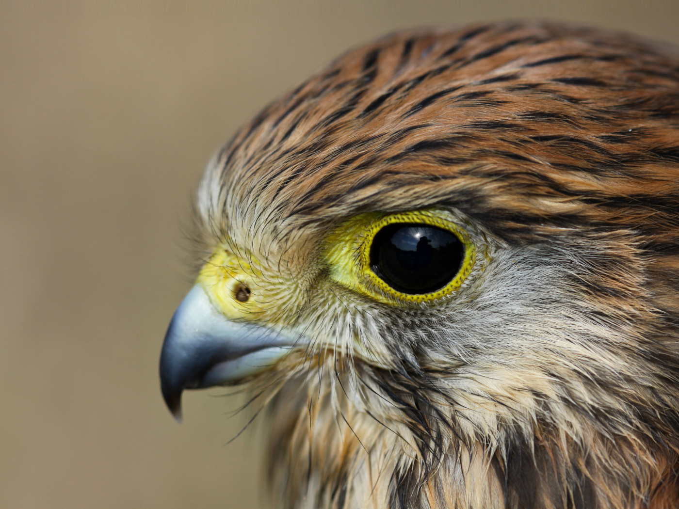 Das Kestrel Bird Wallpaper 1400x1050