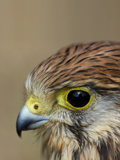 Kestrel Bird wallpaper 240x320