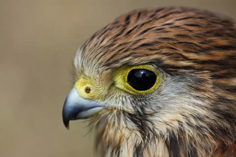 Das Kestrel Bird Wallpaper 480x320