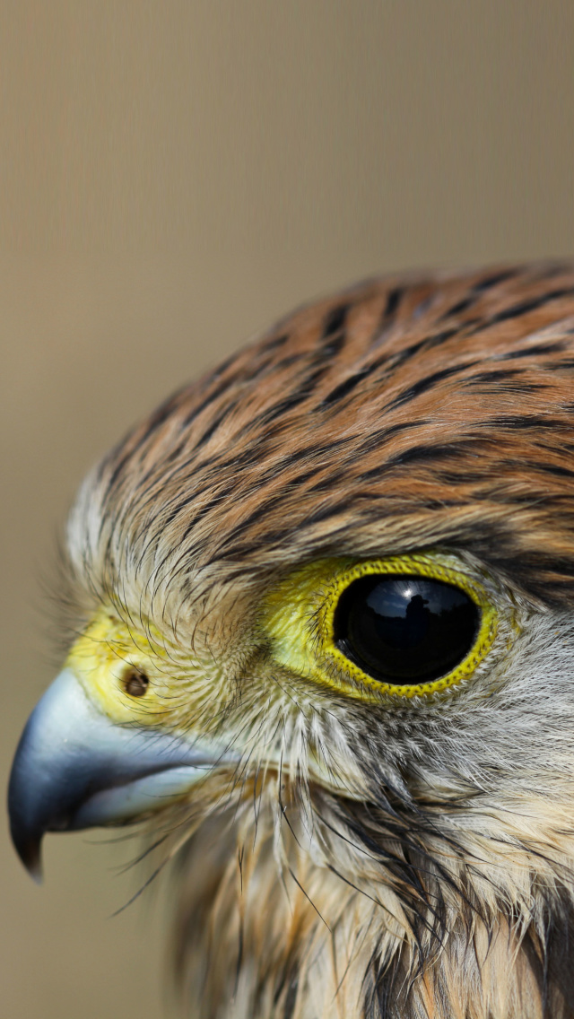 Das Kestrel Bird Wallpaper 640x1136