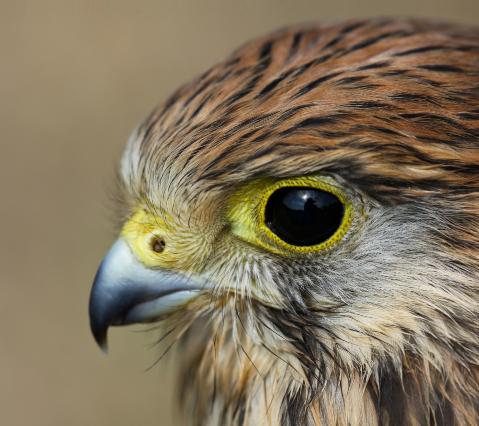 Das Kestrel Bird Wallpaper 960x854