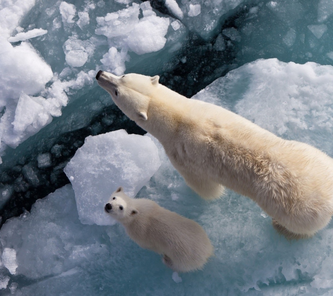 Das Polar Bears Wallpaper 1080x960