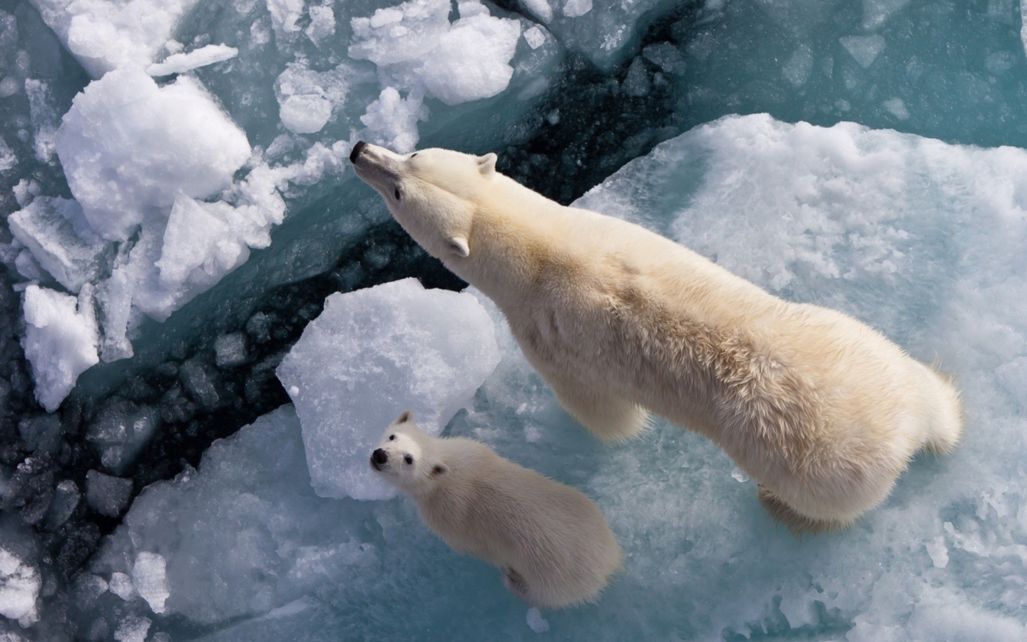 Polar Bears wallpaper 1440x900