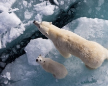 Fondo de pantalla Polar Bears 220x176