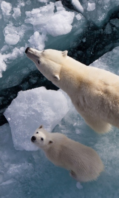 Sfondi Polar Bears 240x400