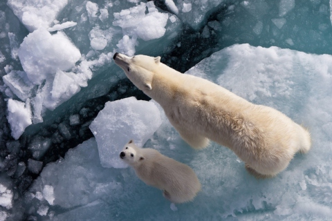 Fondo de pantalla Polar Bears 480x320