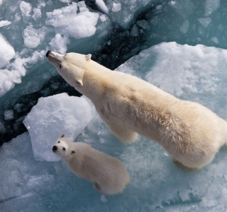 Polar Bears - Obrázkek zdarma pro 208x208