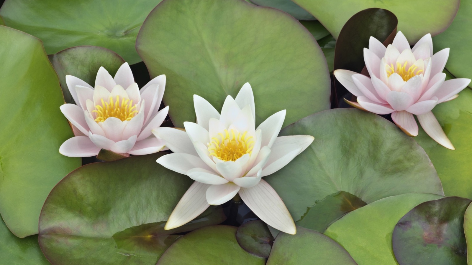 Screenshot №1 pro téma Water Lilies 1600x900