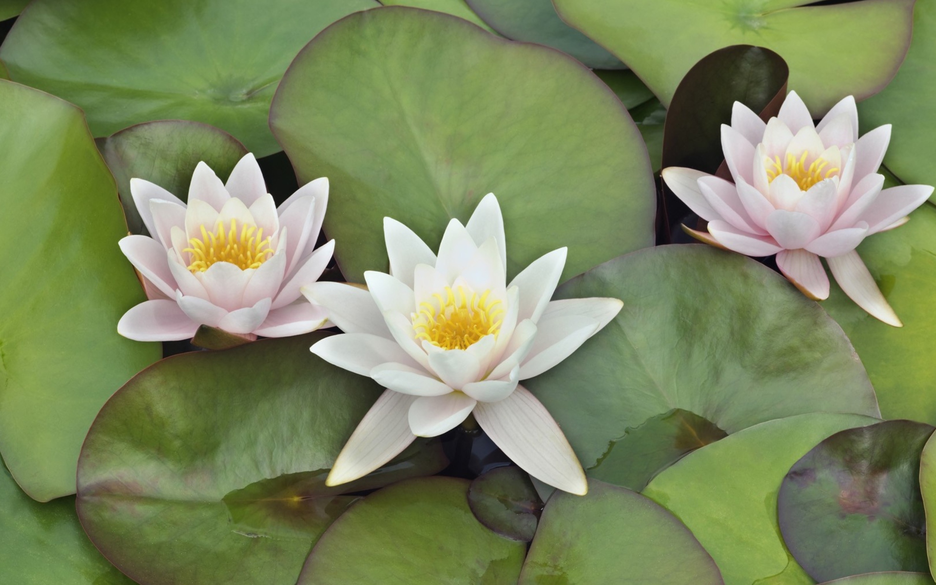 Screenshot №1 pro téma Water Lilies 1920x1200