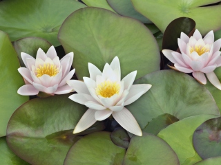 Screenshot №1 pro téma Water Lilies 320x240