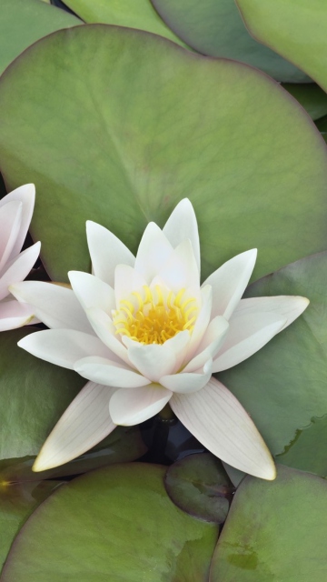 Water Lilies wallpaper 360x640