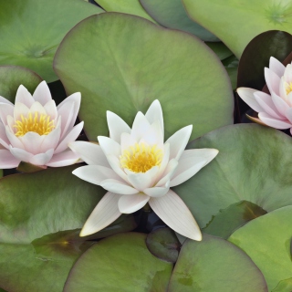 Water Lilies - Fondos de pantalla gratis para iPad 3