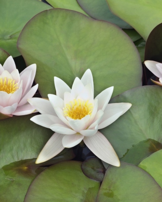 Water Lilies sfondi gratuiti per Nokia Asha 309