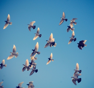 Pigeons Family sfondi gratuiti per iPad Air