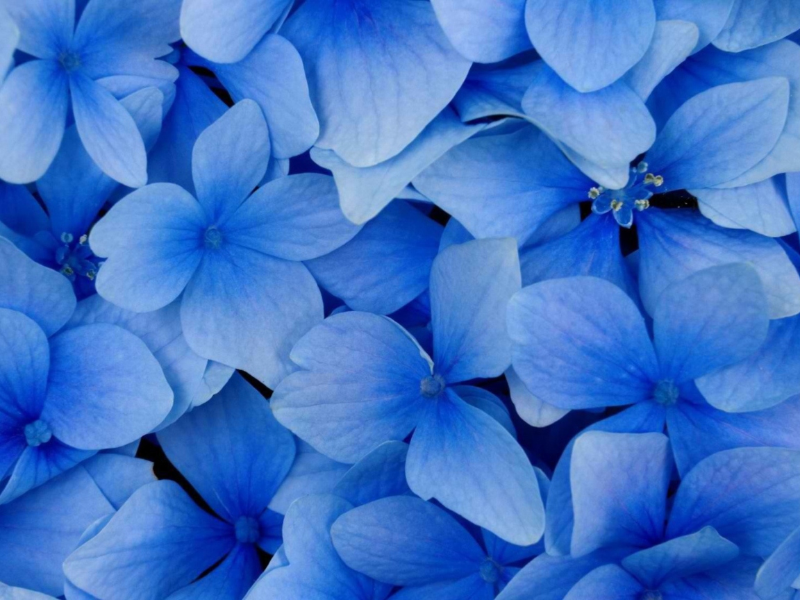 Das Blue Flowers Wallpaper 1152x864