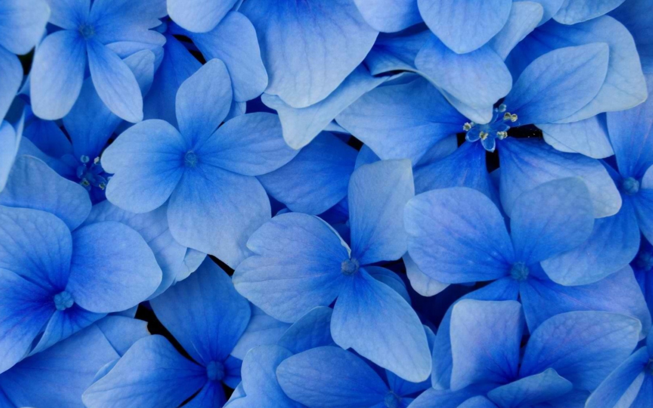 Blue Flowers wallpaper 1280x800