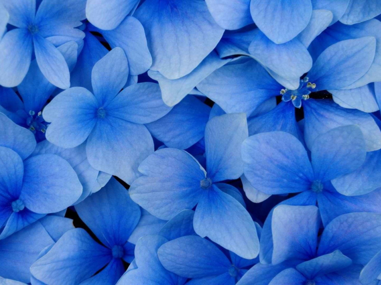 Das Blue Flowers Wallpaper 1280x960