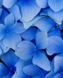 Das Blue Flowers Wallpaper 128x160