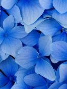 Sfondi Blue Flowers 132x176