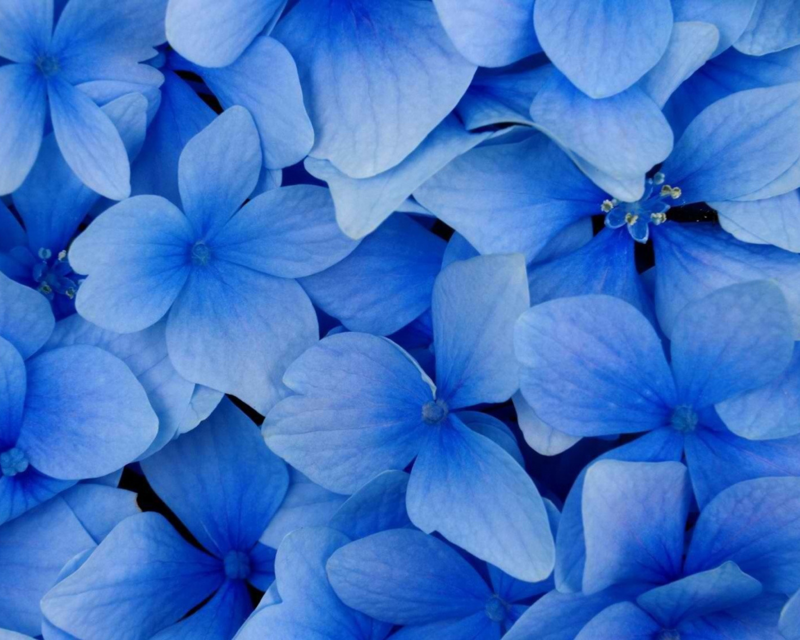 Blue Flowers wallpaper 1600x1280