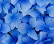 Fondo de pantalla Blue Flowers 176x144